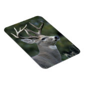 Weißschwanzhirsche | Washingtoner Staat Magnet (Rechte Seite)