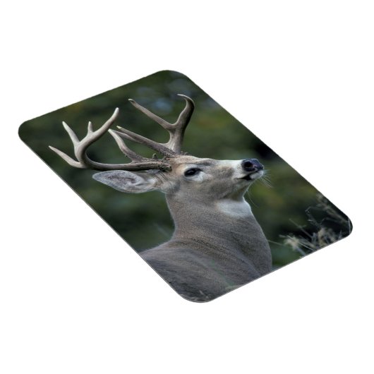 Weißschwanzhirsche | Washingtoner Staat Magnet (Rechte Seite)