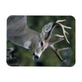 Weißschwanzhirsche | Washingtoner Staat Magnet (Horizontal)