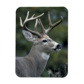 Weißschwanzhirsche | Washingtoner Staat Magnet (Vertikal)