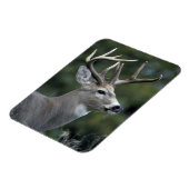 Weißschwanzhirsche | Washingtoner Staat Magnet (Linke Seite)