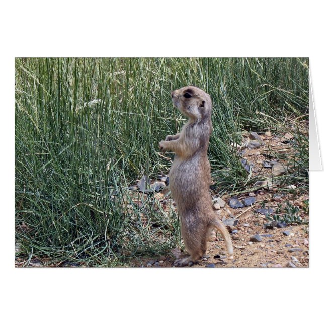 Weißschwanzhund (Vorderseite (Horizontal))