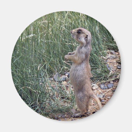 Weißschwanzhund Magnet (Vorne)