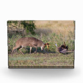 Weißschwänzige Hirsche im Kampf gegen die wilde Tü Fotoblock (Vorderseite)
