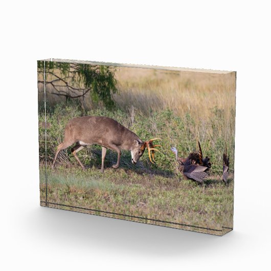 Weißschwänzige Hirsche im Kampf gegen die wilde Tü Fotoblock (Rechts)