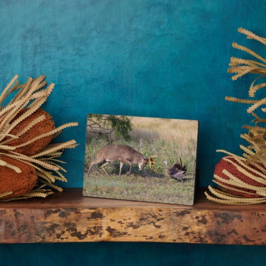 Weißschwänzige Hirsche im Kampf gegen die wilde Tü Fotoplatte (Seite)