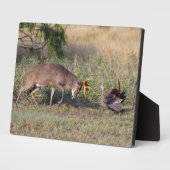 Weißschwänzige Hirsche im Kampf gegen die wilde Tü Fotoplatte (Seite)