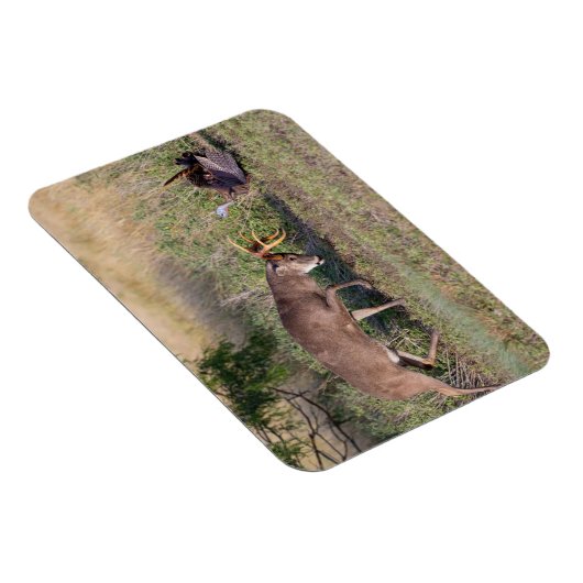 Weißschwänzige Hirsche im Kampf gegen die wilde Tü Magnet (Rechte Seite)