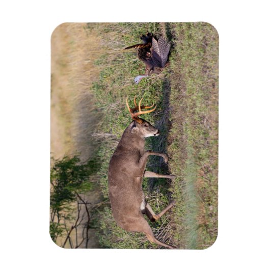 Weißschwänzige Hirsche im Kampf gegen die wilde Tü Magnet (Vertikal)