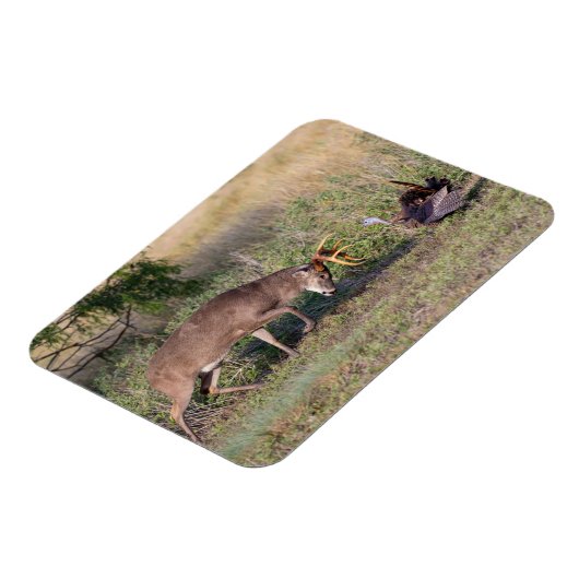 Weißschwänzige Hirsche im Kampf gegen die wilde Tü Magnet (Linke Seite)