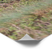 Weißschwänzige Hirsche im Kampf gegen die wilde Tü Poster (Ecke)