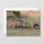 Weißschwänzige Hirsche im Kampf gegen die wilde Tü Postkarte (Vorne/Hinten)