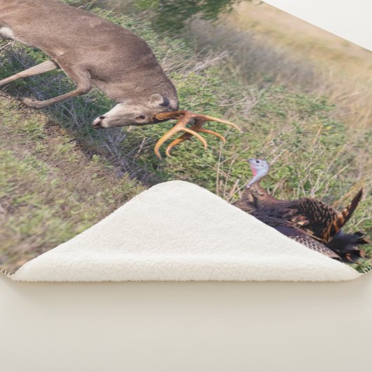 Weißschwänzige Hirsche im Kampf gegen die wilde Tü Sherpadecke (3/4)