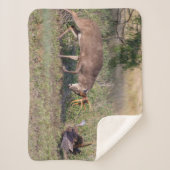 Weißschwänzige Hirsche im Kampf gegen die wilde Tü Sherpadecke (Vorderseite)