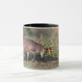 Weißschwänzige Hirsche im Kampf gegen die wilde Tü Tasse (Zentrum)