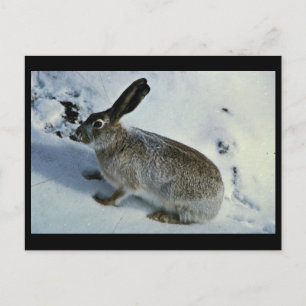 Weißschwanzkaninchen Postkarte