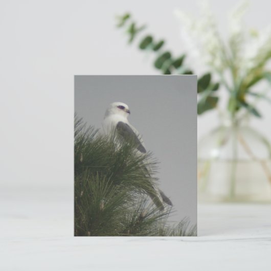 Weißschwanzpostkarte Postkarte (Stehend Vorderseite)