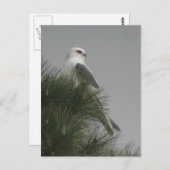 Weißschwanzpostkarte Postkarte (Vorne/Hinten)