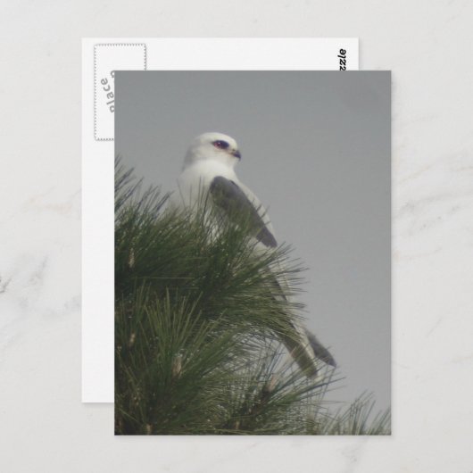 Weißschwanzpostkarte Postkarte (Vorne/Hinten)