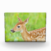 Weißschwanztier | Minnesota Fotoblock (Vorderseite)