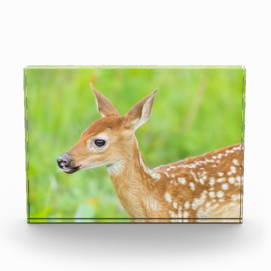 Weißschwanztier | Minnesota Fotoblock (Vorderseite)