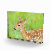 Weißschwanztier | Minnesota Fotoblock (Rechts)