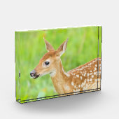 Weißschwanztier | Minnesota Fotoblock (Links)