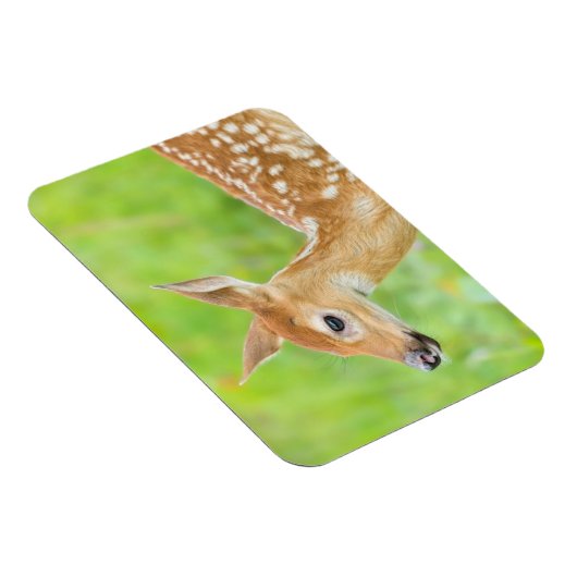 Weißschwanztier | Minnesota Magnet (Rechte Seite)