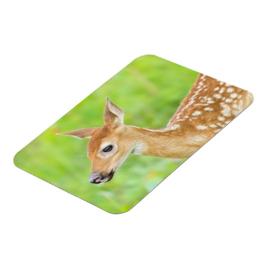 Weißschwanztier | Minnesota Magnet (Linke Seite)