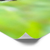 Weißschwanztier | Minnesota Poster (Ecke)