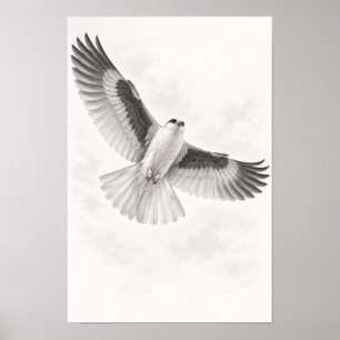 Weißschwanzweih in Flug Bleistiftskizze Kunst Prin Poster