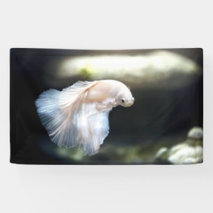 Weißsiamischer Kampffisch Banner