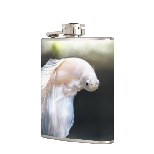 Weißsiamischer Kampffisch Flachmann (Links)