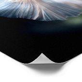 Weißsiamischer Kampffisch Poster (Ecke)