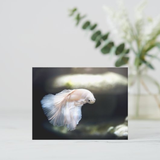 Weißsiamischer Kampffisch Postkarte (Stehend Vorderseite)