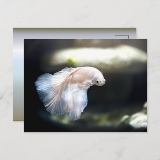 Weißsiamischer Kampffisch Postkarte (Vorne/Hinten)