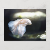 Weißsiamischer Kampffisch Postkarte (Vorderseite)
