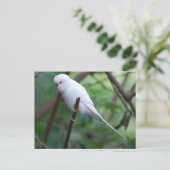 Weißsittich Postkarte (Stehend Vorderseite)