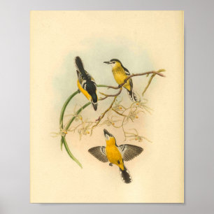 Weißstirn-Gelb-Schnäpper-Vogel Vintage-Druck Poster