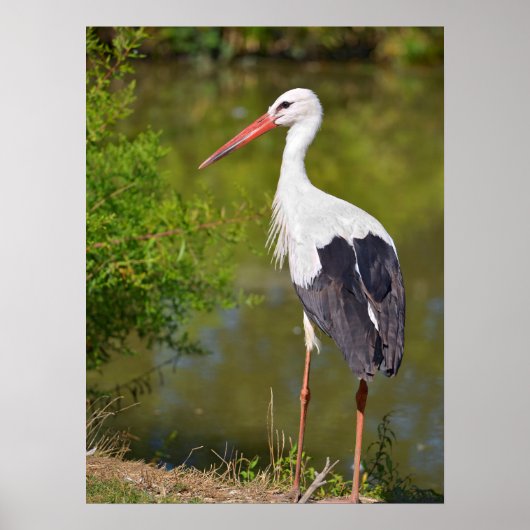 Weißstorch am Ufer eines Teiches Poster (Vorne)
