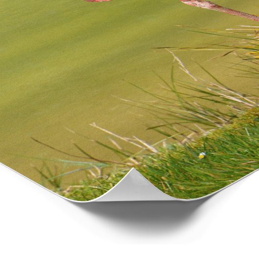 Weißstorch auf Gras Poster (Ecke)