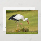 Weißstorch auf Gras Postkarte (Vorne/Hinten)