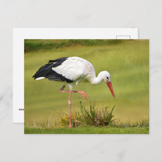 Weißstorch auf Gras Postkarte (Vorne/Hinten)