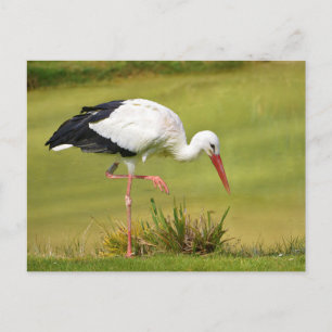Weißstorch auf Gras Postkarte