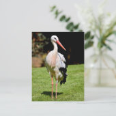 Weißstorch auf Gras Postkarte (Stehend Vorderseite)