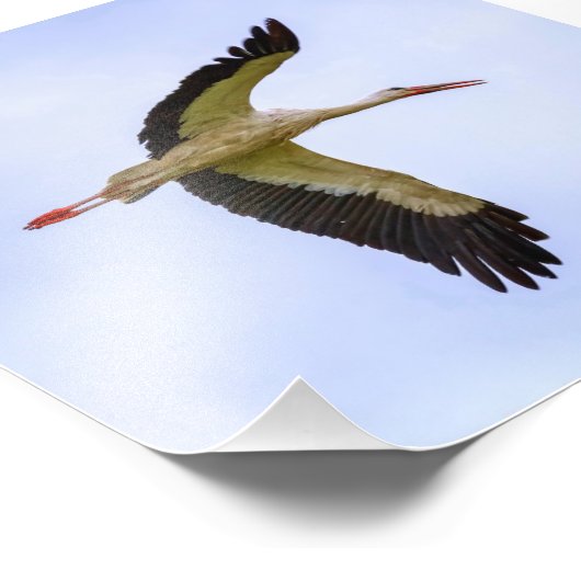 Weißstorch Fotodruck (Ecke)