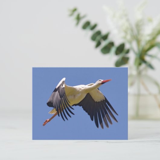 Weißstorch im Flug Postkarte (Stehend Vorderseite)