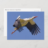 Weißstorch im Flug Postkarte (Vorne/Hinten)