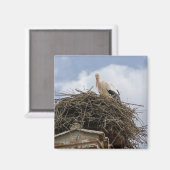 Weißstorch im Nest Magnet (Vorderseite/Rückseite)