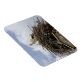 Weißstorch im Nest Magnet (Rechte Seite)